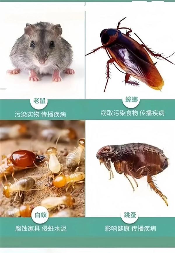 蟑螂消杀，蟑螂消杀